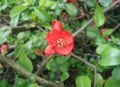 Chaenomeles-japonica-blomst.JPG