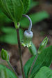 Erect Silky Leather Flower Clematis ochroleuca Flower Closeup 2000px.jpg