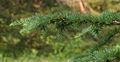 Japanese Larch Larix kaempferi Branch Needles 2859px.jpg