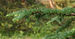 Japanese Larch Larix kaempferi Branch Needles 2859px.jpg