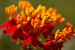 Mexican Milkweed Asclepias curassavica Flowers Closeup 3008px.jpg