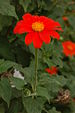 Mexican Sunflower Tithonia rotundifolia Vertical 2000px.jpg