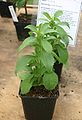 Stevia-rebaudiana-total.JPG