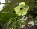 Abelmoschus manihot Flowers and Leaves 3050px.jpg