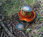 Boletus erythropus 2010 G1.jpg