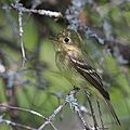 Empidonax flaviventris GJ.jpg
