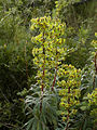 Euphorbia characias (habitus).jpg