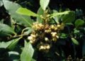 Laurus-nobilis-flowers.JPG