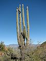 Saguaro 01.jpg