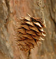 Japanese Larch Larix kaempferi Cone 2000px.jpg