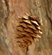 Japanese Larch Larix kaempferi Cone 2000px.jpg