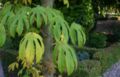 Kalopanax-pictus-leaves2.JPG
