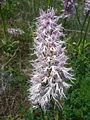 Orchis italica.006 - Serra de Enciña de Lastra.JPG