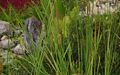 Typha-minima-flowers.JPG