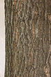 Upright English Oak Quercus robur cv. Fastigiata Bark 2000px.jpg