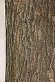 Upright English Oak Quercus robur cv. Fastigiata Bark 2000px.jpg