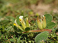Anthyllis tetraphylla (plant).jpg