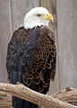 Bald Eagle Haliaeetus leucocephalus Body 2000px adjusted.jpg