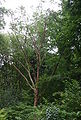 Betula-albosinensis-habit.JPG