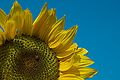 Sunflower with ladybug.jpg