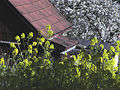 Ackersenf und Kirschblüte.jpg