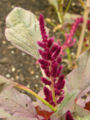 Amaranthus cruentus 'Oeschberg' Flower 1200px.jpg