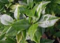 Aucuba-japonica-leaves.JPG