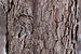 Flowering Dogwood Cornus florida 'First Lady' Bark Detail 3008px.jpg