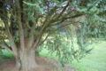 Atlas Cedar Cedrus atlantica 'Glauca' Tree Base 3008px.JPG