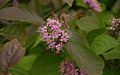 Callicarpa-bodinieri-flowers.jpg