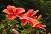 Unidentified Hibiscus Flower 3008px.jpg