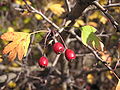 Crataegus monogyna.jpg