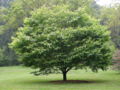 Hornbeam Maple Acer carpinifolium Tree 3264px.jpg