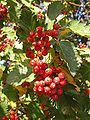 Sorbus mougeotii in Donetsk.jpg