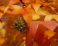 American Sweetgum Liquidambar styraciflua Fruit Context 2500px.jpg