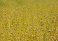 Linum usitatissimum (seedpods).jpg