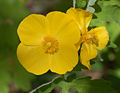 Celandine Poppy Stylophorum diphyllum Flower Crop 2220px.jpg