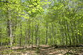 Turkey Run SP, IN 2.jpg