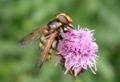 Volucella inanis fg1.jpg
