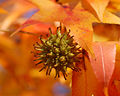 American Sweetgum Liquidambar styraciflua Fruit Leaves 2500px.jpg