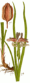 Iris graminea cleaned Sturm.png