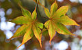 Japanese maple leaves.jpg
