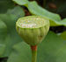 Lotus Nelumbo nucifera Seed Head Water 1800px.jpg