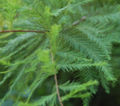 Bald Cypress Leaves 2264px.jpg
