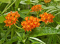 Butterfly Weed Asclepias tuberosa Striped.jpg