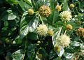 Cephalanthus-occidentalis-flowers.JPG