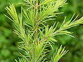 Deodar Cedar Cedrus deodara 'Gold Cone' Needle Closeup 3264px.jpg