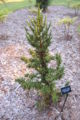 Japanese Cedar Cryptomeria japonica 'Black Dragon' Tree 2000px.jpg