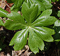 Mayapple Podophylum peltatum Leaf 2150px.jpg