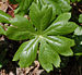 Mayapple Podophylum peltatum Leaf 2150px.jpg